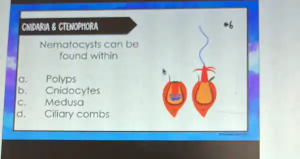 CMIDARIA & CTENOPHORA
a. Polyps
b. Cnidocytes
C. Medusa
d. Ciliary combs
