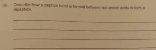 Describe how a peptide bond is formed between two amino acids to form a
dipeptide.
__