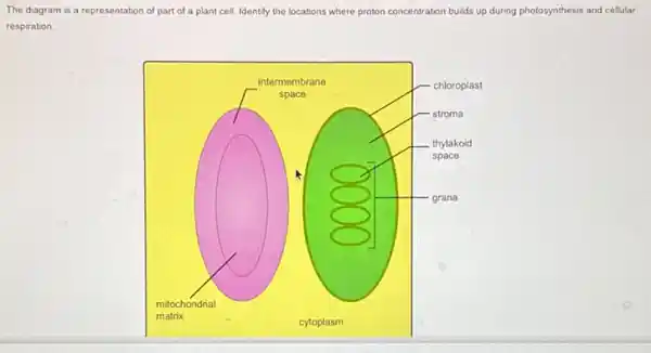 The diagram is a representation of part of a plant cell. Identify the locations where proton concentration builds up during photosynthesis and cellular
respiration