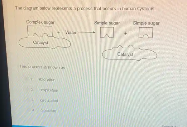 The diagram below represents a process that occurs in human systems.
This process is known as
1 excretion
respiration
circulation 3
A digestion