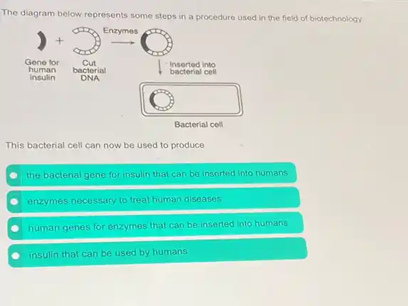 The diagram below represents some steps in a procedure used in the field of biotechnology.
This bacterial cell can now be used to produce
the bacterial gene for insulin that can be inserted into humans
enzymes necessary to treat human diseases
human genes for enzymes that can be inserted into humans
insulin that can be used by humans