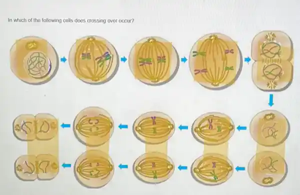 In which of the following cells does crossing over occur?