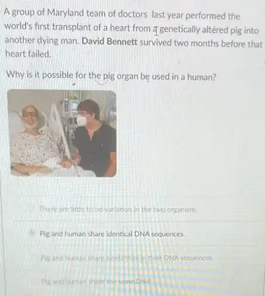 A group of Maryland team of doctors last year performed the
world's first transplant of a heart from a genetically altéred pig into
another dying man. David Bennett survived two months before that
heart failed.
Why is it possible for the pig organ be used in a human?
There are little to no variation in the two organism.
Pig and human share identical DNA sequences.
Pig and human share similarities in their DNA sequences.
Pig and human share the same DNA