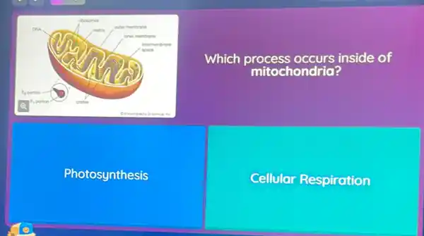 Which inside of
mit chondria?
otosynthesis
Cellular Respiration