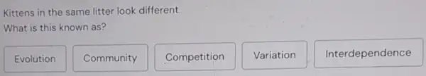 Kittens in the same litter look different.
What is this known as?
Evolution
Community
Competition
Variation
Interdependence