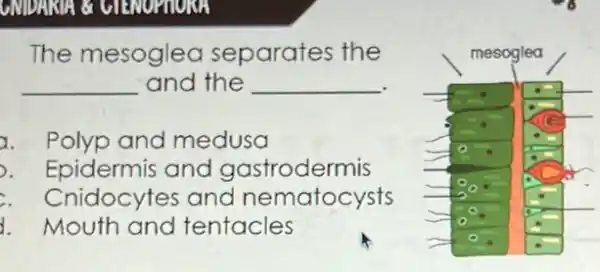 The mesoglea separates the
 qquad and the qquad 
Polyp and medusa Epidermis and gastrodermis Cnidocytes and nematocysts Mouth and tentacles