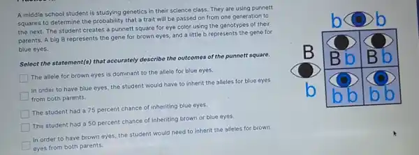 A middle school student is studying genetics in their science class. They are using punnett squares to determine the probability that a trait will be passed on from one generation to the next. The student creates a punnett square for eye color using the genotypes of their parents. A big B represents the gene for brown eyes, and a little b represents the gene for blue eyes.
Select the statement(s) that accurately describe the outcomes of the punnett square.
The allele for brown eyes is dominant to the allele for blue eyes.
In order to have blue eyes, the student would have to inherit the alleles for blue eyes from both parents.
The student had a 75 percent chance of inheriting blue eyes.
The student had a 50 percent chance of inheriting brown or blue eyes.
In order to have brown eyes, the student would need to inherit the alleles for brown eyes from both parents.