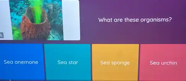 What are these organisms?
Sea anemone
Sea star
Sea sponge
Sea urchin