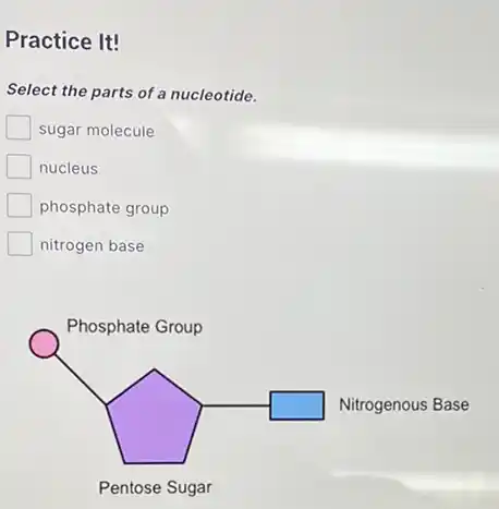 Practice It!
Select the parts of a nucleotide.
sugar molecule
nucleus
phosphate group
nitrogen base
square