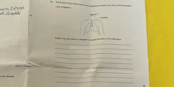 s the disease.
(b) Some parts of the human body have
adaptations to reduce a the entry of live pathogens.
Look at Figure 1.
Explain
how the trachea is adapted	the entry of live pathogens.
__