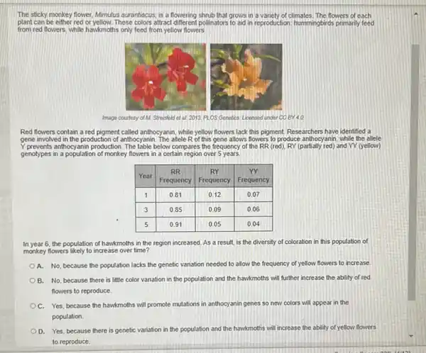 The sticky monkey flower, Mimulus aurantiacus, is a flowering shrub that grows in a variety of climates. The flowers of each plant can be either red or yellow. These colors attract different pollinators to aid in reproduction: hummingbirds primarily feed from red flowers, while hawkmoths only feed from yellow flowers.
Image courtesy of M. Strisfield et al 2013. PLOS Genetics Lionsed under CC BY 4.0
Red flowers contain a red pigment called anthocyanin, while yellow flowers lack this pigment. Researchers have identified a gene involved in the production of anthocyanin. The allele R of this gene allows flowers to produce anthocyanin, while the allele Y prevents anthocyanin production. The table below compares the frequency of the RR (red), RY (partially red) and YY (yellow) genotypes in a population of monkey flowers in a certain region over 5 years.

 Year & }(c)
RR 
Frequency
 & 
RY 
Frequency
 & 
YY 
Frequency
 
 1 & 0.81 & 0.12 & 0.07 
 3 & 0.85 & 0.09 & 0.06 
 5 & 0.91 & 0.05 & 0.04 


In year 6, the population of hawkmoths in the region increased. As a result, is the diversity of coloration in this population of monkey flowers likely to increase over time?
A. No, because the population lacks the genetic variation needed to allow the frequency of yellow flowers to increase.
B. No, because there is little color variation in the population and the hawkmoths will further increase the ability of red flowers to reproduce.
C. Yes, because the hawkmoths will promote mutations in anthocyanin genes so new colors will appear in the population.
D. Yes, because there is genetic variation in the population and the hawkmoths will increase the ability of yellow flowers to reproduce.