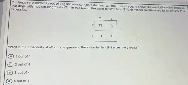 Tail length in a certain breed of dog shows incomplete dominance. The Punnett square shows the result of a cross between two dogs with medium-length tails (Tt). In this breed, the allele for long tails (T) is dominant and the allele for short tails ( t ) is recessive.
What is the probability of offspring expressing the same tail length trait as the parents?
(a) 1 out of 4
(b) 2 out of 4
(c) 3 out of 4
(d) 4 out of 4