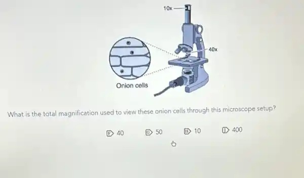 What is the total magnification used to view these onion cells through this microscope setup?
(F) 40
(C) 50
(II) 10
(D) 400