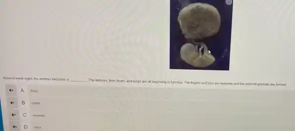 Around week eight, the embryo becomes a __
The kidneys, liver, brain and lungs are all beginning
to function. The fingers and toes are separate
and the external genitalia are formed.
A
fetus
B
infant
C
neonate
D
villus