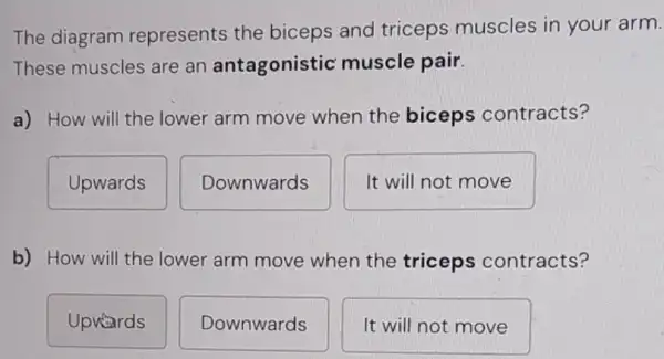 The diagram represents the biceps and triceps muscles in your arm.
These muscles are an antagonistic muscle pair.
a) How will the lower arm move when the biceps contracts?
Upwards
Downwards
It will not move
b) How will the lower arm move when the triceps contracts?
Upwards
Downwards
It will not move