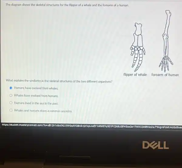 The diagram shows the skeletal structures for the flipper of a whale and the forearm of a human.
What explains the similarity in the skeletal structures of the two different organisms?
B Humans have evolved from whales.
Whales have evolved from humans.
Humans lived in the sea in the past.
Whales and humans share a common ancestry.