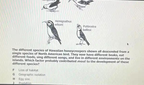 The different species of Hawaiian honeycreepers shown all descended from a
single species of North American bird. They now have different beaks , eat
different foods, sing different songs, and live in different environments on the
islands. Which factor probably contributed most to the development of these
different species?
F Loss of habitat
G Geographic isolation
H Egg size
Predation