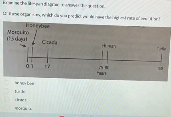 Examine the lifespan diagram to answer the question.
Of these organisms, which do you predict would have the highest rate of evolution?
honey bee
turtle
cicada
mosquito