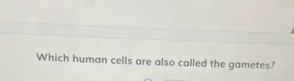 Which human cells are also called the gametes?