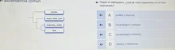 Ix ascendencia comun
beetles
wasps , boos, ants
buttorflles moths
fllos
4x Según el cladograma ¿cuál de estos organismos es el más
relacionado?
x A polillas y moscas
4x B escarabajos y avispas
4x C escarabajos y moscas
4x D abejas y mariposas