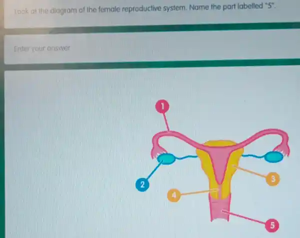 Look at the diagram of the female reproductive system Name the part labelled "5".
Enter your answer
2