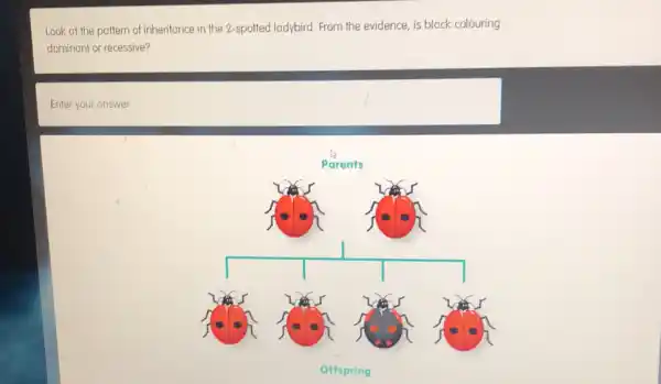 Look at the pattern of inheritance in the 2-spotted ladybird. From the evidence, is black colouring
dominant or recessive?
Enter your answer