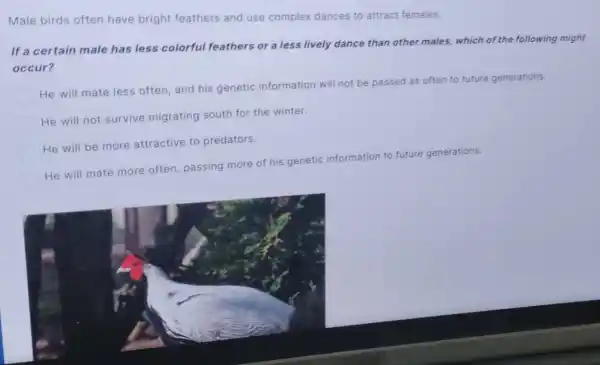 Male birds often have bright feathers and use complex dances to attract females.
If a certain male has less colorful feathers or a less lively dance than other males, which of the following might
occur?
He will mate less often, and his genetic information will not be passed as often to future generations.
He will not survive migrating south for the winter.
He will be more attractive to predators.
He will mate more often, passing more of his genetic information to future generations.