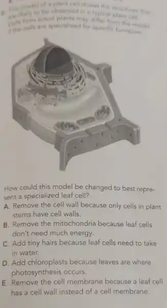 a plant cell shows the structures that
are likely to be observed in a typical plant cell
Cells from from the model
are specialized for specific
How could this model be changed to best repre-
sent a specialized leaf cell?
A. Remove the cell wall because only cells in plant
stems have cell walls.
B. Remove the mitochondria because leaf cells
don't need much energy.
C. Add tiny hairs because leaf cells need to take
in water.
D. Add chloroplasts because leaves are where
photosynthesis occurs.
E. Remove the cell membrane because a leaf cell
has a cell wall instead of a cell membrane.