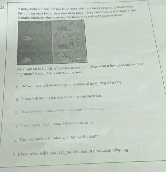 A population of mice that live in an area with dark rocks have more black mice
than brown mice because brown mice are an easy prey, Duo to a change in the
climatic condition, the mice migrate to an area with light-colored rocks.
What will MOST LIKELY happen to this population over a few generations after
migration? Select TWO correct answers.
A. Brown mice will have a higher chance of producing offspring.
B. There will be more black mice than brown mice.
C. There will be more brown mice than black mice.
D. The population of mice will become zero.
E. The population of mice will remain the samo.
E. Black mice will have a higher chance of producing offspring.