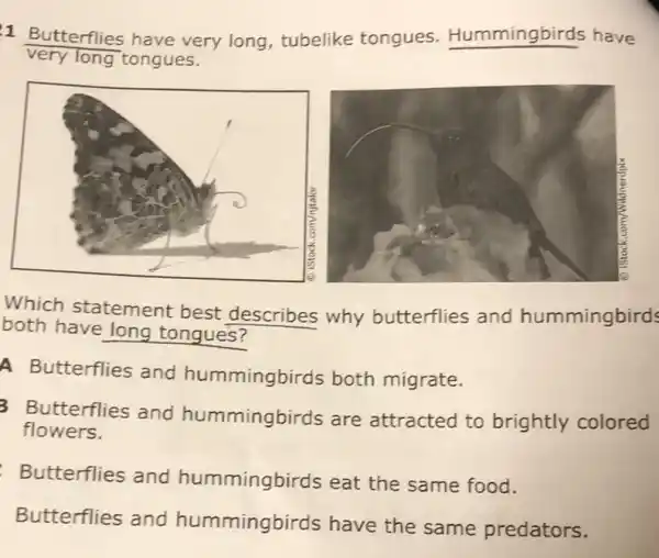 1 Butterflies have very long, tubelike tongues Hummingbirds have
very long tongues.
Which statement best describes why butterflies and hummingbirds
both have long tongues?
A Butterflies and hummingbirds both migrate.
3 Butterflies and hummingbirds are attracted to brightly colored
flowers.
Butterflies and hummingbirds eat the same food.
Butterflies and hummingbirds have the same predators.