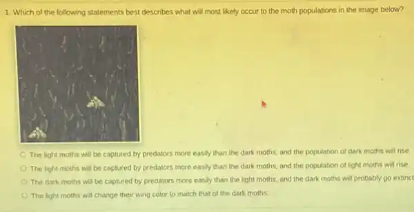 1. Which of the following statements best describes what will most likely occur to the moth populations in the image below?
The light moths will be captured by predators more easily than the dark moths, and the population of dark moths will rise.
The light moths will be captured by predators more easily than the dark moths, and the population of light moths will rise.
The dark moths will be captured by predators more easily than the light moths, and the dark moths will probably go extinct
The light moths will change their wing color to match that of the dark moths