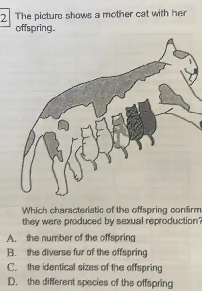 21 The picture shows a mother cat with her
offspring.
Which characteristic of the offspring confirm
they were produced by sexual reproduction?
A. the number of the offspring
B. the diverse fur of the offspring
C. the identical sizes of the offspring
D. the different species of the offspring