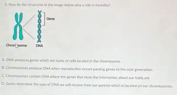 3. How do the structures in the image below play a role in heredity?
A. DNA produces genes which are types of cells located in the chromosome.
B. Chromosomes produce DNA when reproduction occurs passing genes to the next generation.
C. Chromosomes contain DNA where the genes that store the information about our traits are
D. Genes determine the type of DNA we will receive from our parents which is located on our chromosomes.