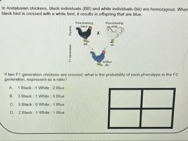 In Andalusian chickens, black individuals (BB) and white individuals (bb) are homozygous. W black bird is crossed with a white bird, it results in offspring that are blue.
If two F1 generation chickens are crossed, what is the probability of each phenotype in the F2 generation, expressed as a ratio?
A. 1 Black: 1 White : 2 Blue
B. 3 Black: 1 White : 0 Blue
C. 3 Black: 0 White : 1 Blue
D. 2 Black: 1 White : 1 Blue