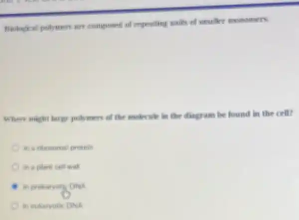 Belogical polymers are composed of repeating units of smaller monomers.
Where might large polymer of the molecule in the diagram be found in the cell?
in a ribosomal protein
in a plant cell will
in prokaryoty DNA
in eukaryotic DNA