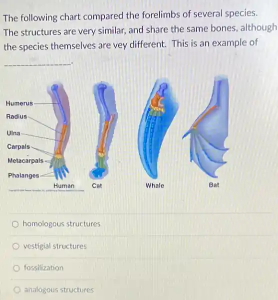 The following chart compared the forelimbs of several species.
The structures are very similar, and share the same bones, although
the species themselves are vey different. This is an example of
__
homologous structures
vestigial structures
fossilization
analogous structures