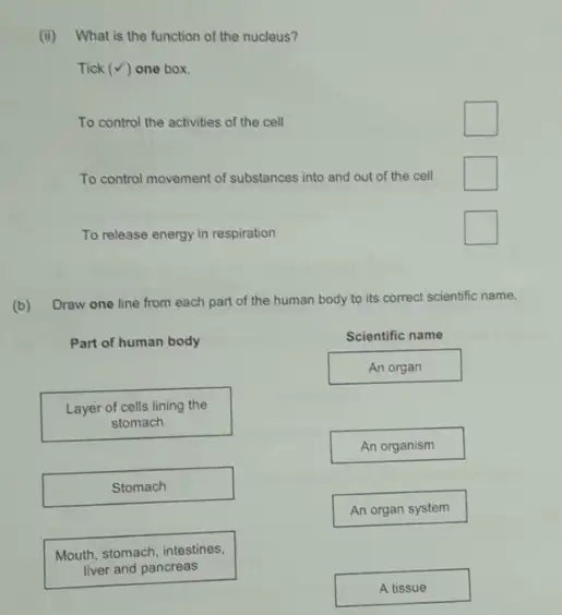 (ii) What is the function of the nucleus?
Tick (surd ) one box.
To control the activities of the cell
square 
To control movement of substances into and out of the cell
square 
To release energy in respiration
square 
(b)
Draw one line from each part of the human body to its correct scientific name.
Part of human body
Layer of cells lining the
stomach
Stomach
Mouth, stomach, intestines,
liver and pancreas
Scientific name
An organ
An organism
An organ system