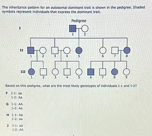 The inheritance pattern for an autosomal dominant trait is shown in the pedigree. Shaded
symbols represent individuals that express the dominant trait.
square 
square 
square 
square 
square 
Based on this pedigree what are the most likely genotypes of individuals I-1 and 1-2
F 1-1: aa
1-2: Aa
G I-1: AA
1-2: Aa
H 1-1 Aa
1-2 aa
1-1
1-2 AA