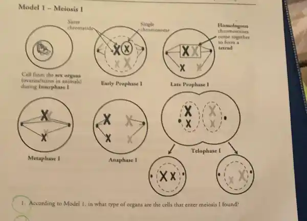 Model 1-Meiosis I
square 
Anaphase I
square 
Telophase I
1. According to Model 1, in what type of organs are the cells that enter meiosis I found?