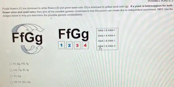 POSSIBLE POINTS: 3
Purple flowers (F) are dominant to white flowers (f) and green seed color (G) is dominant to yellow seed color (g). If a plant is heterozygous for both
flower color and seed color, then give all the possible gamete combinations that this parent can create due to independent assortment. HINT: Use the
images below to help you determine the possible gamete combinations.
Allele 1 & Allele 3
Allele 1 & Allele 4
Allele 2 & Allele 3
Allele 2 Allele 4
F1, Gg FG, fg
FG, Fg 1G, fg
F1, Gg
FEF GG, Gg