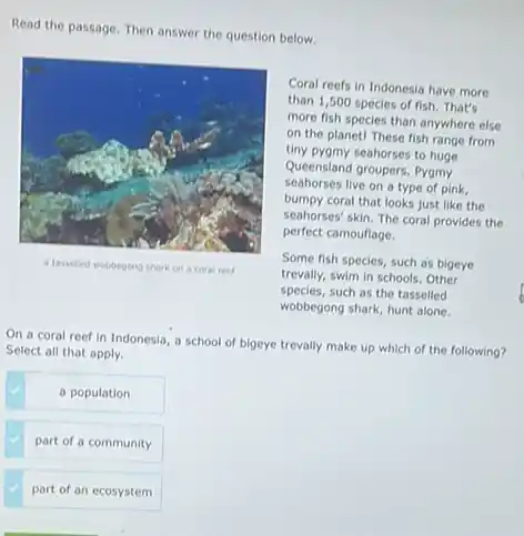 Read the passage. Then answer the question below.
a tasselled wobbegong shark on a coral reef
Coral reefs in Indonesia have more
than 1,500 species of fish. That's
more fish species than anywhere else
on the planet! These fish range from
tiny pygmy seahorses to huge
Queensland groupers. Pyomy
seahorses live on a type of pink,
bumpy coral that looks just like the
seahorses' skin. The coral provides the
perfect camouflage.
Some fish species, such as bigeye
trevally, swim in schools Other
species, such as the tasselled
wobbegong shark, hunt alone.
On a coral reef in Indonesia, a school of bigeye trevally make up which of the following?
Select all that apply.
a population
part of a community
part of an ecosystem