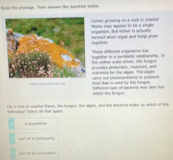 Read the passage. Then answer the question below.
Lichen growing on a rock in coastal
Maine may appear to be a single
organism. But lichen is actually
formed when algae and fungi grow
together.
These different organisms live
together in a symbiotic relationship. In
the yellow scale lichen the fungus
provides protection moisture, and
nutrients for the algae The algae
carry out photosynthesis to produce
food that is used by the fungus.
Different type of bacteria may also live
within the fungus.
On a rock in coastal Maine, the fungus the algac, and the bacteria make up which of the
following? Select all that apply
a population
part of a community
part of an ecosystem