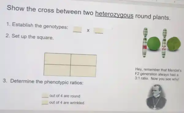 Show the cross between two heterozygous round plants.
1. Establish the genotypes: qquad x qquad 
2. Set up the square.
Determine the phenotypic ratios:
 qquad out of 4 are round
 qquad out of 4 are wrinkled.